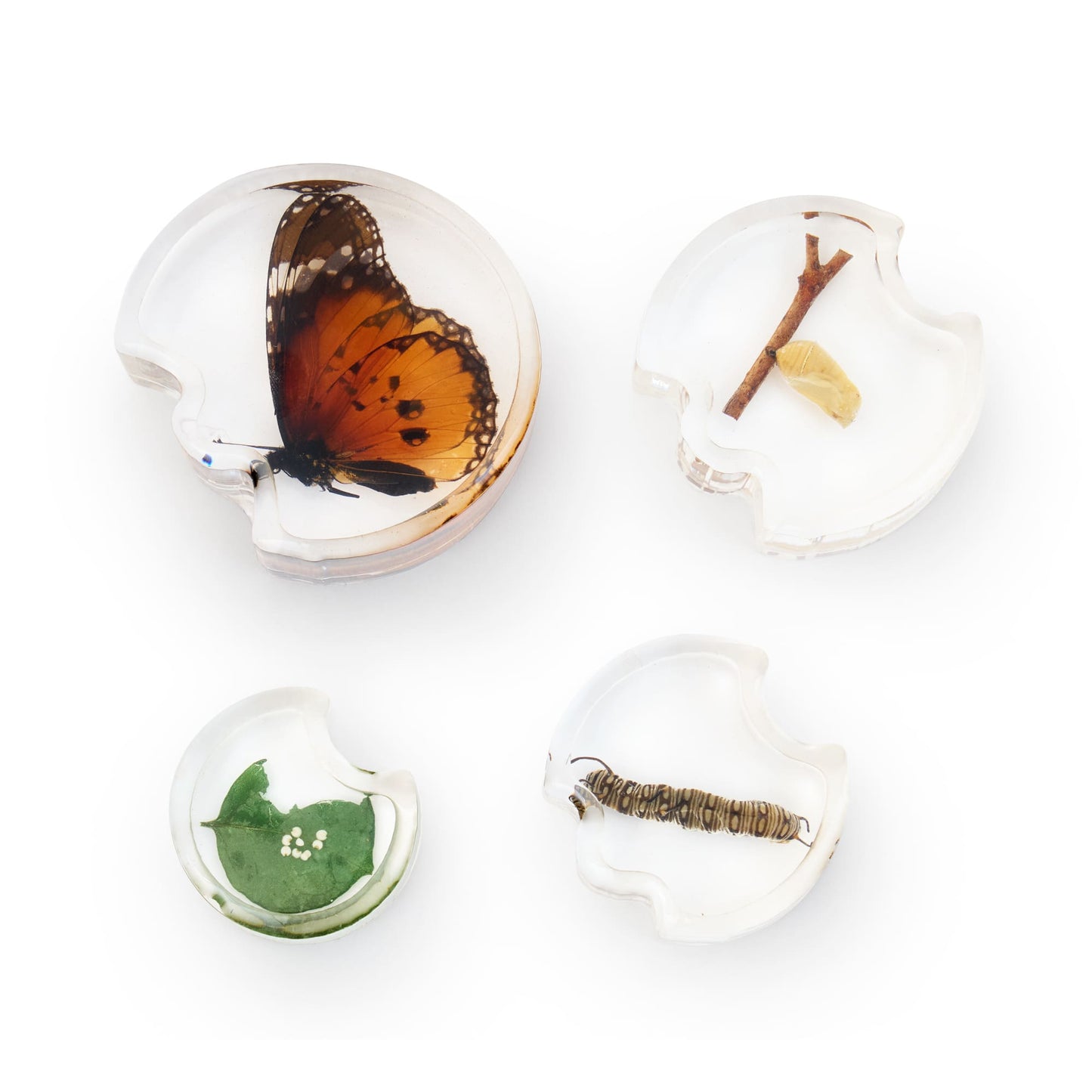 Specimen Life Cycle Puzzles