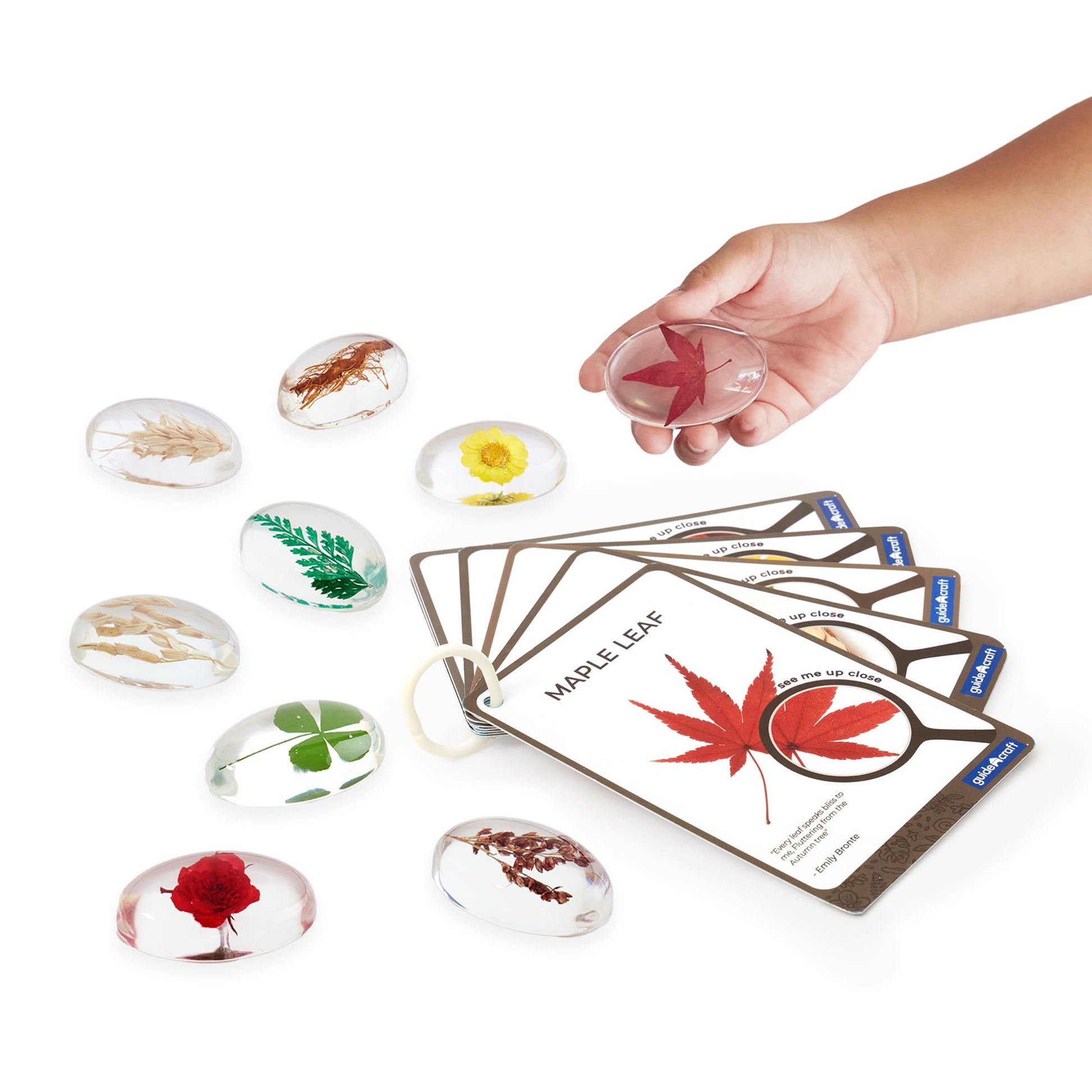 Specimen Stones