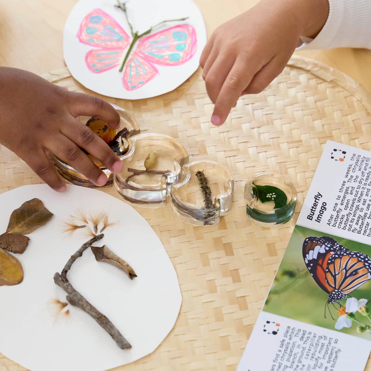 Specimen Life Cycle Puzzles